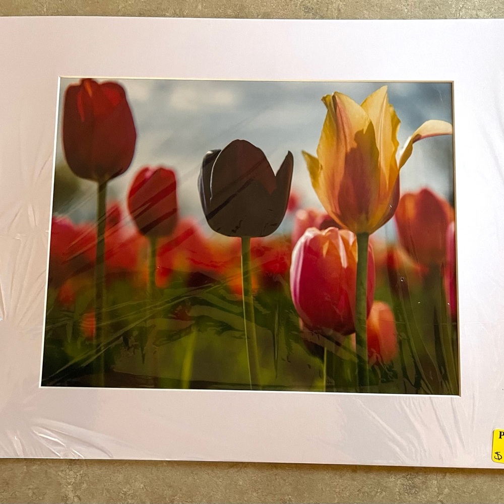 Tulip Farm Print